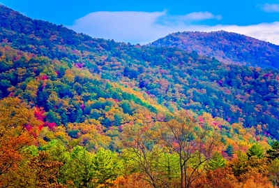 Fall,Foliage,Adds,Splashes,Of,Color,In,Cades,Cove,,Nov.