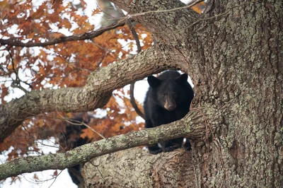 bear in cades cove 