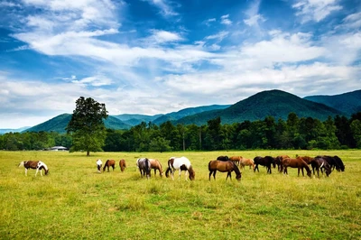 horseback riding in the Smoky Mountains