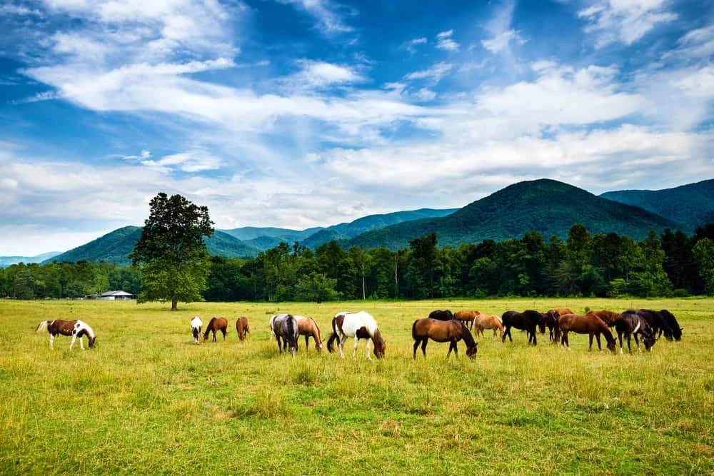 horseback riding in the Smoky Mountains