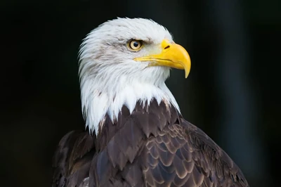 eagle - patriotic things to do in pigeon forge tn