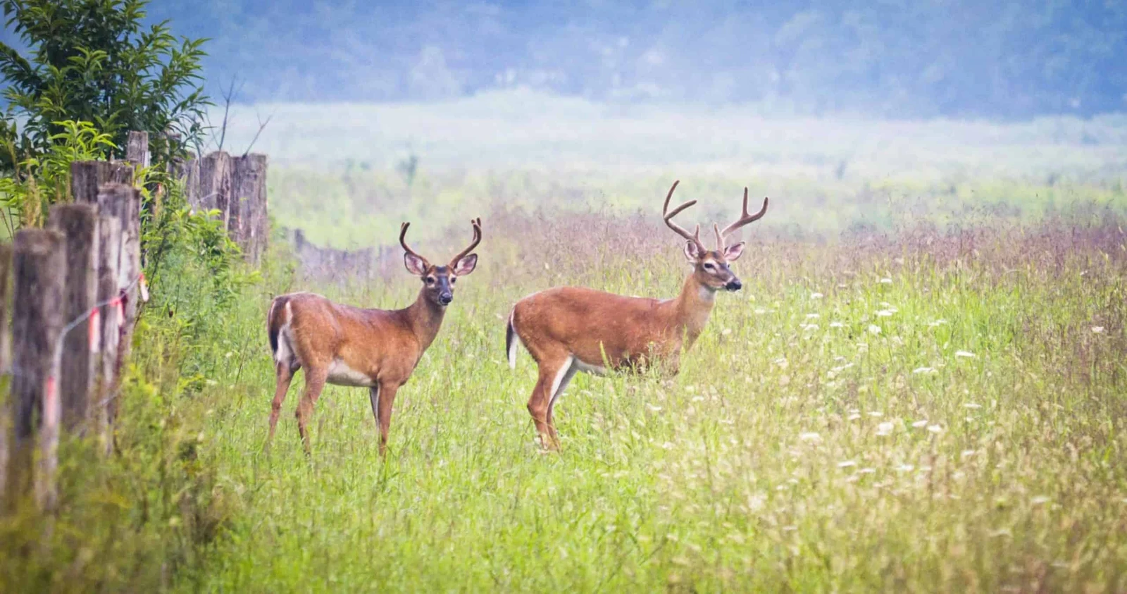 deer in a field
