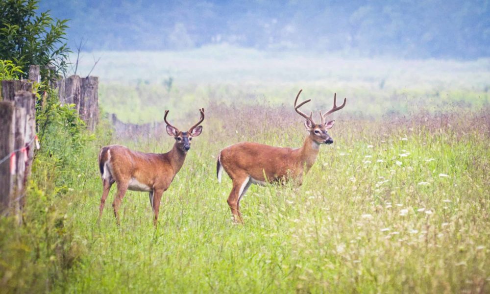 Introduction to Cades Cove