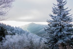 Winter trees