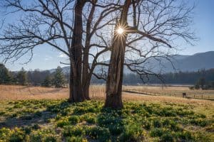 vacation in the smoky mountains