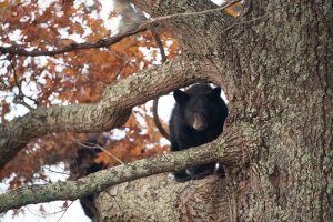 bear in cades cove 